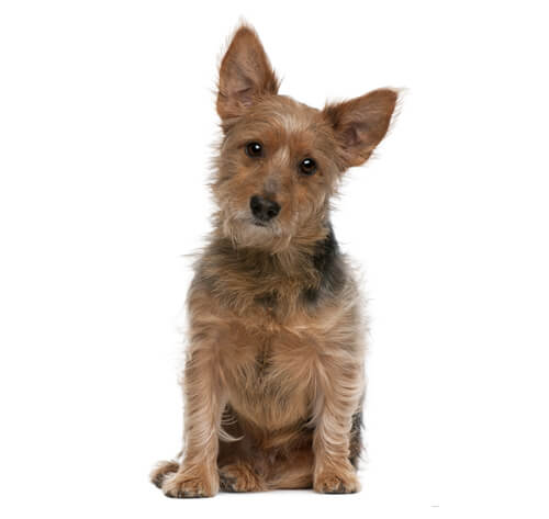 small terrier