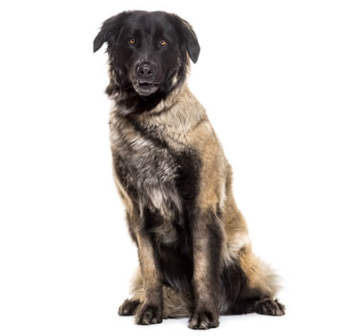 are yak bones safe for a estrela mountain dog