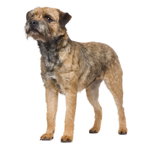 small border terrier