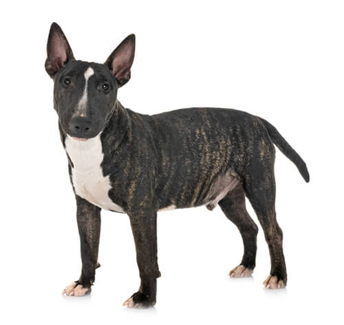 miniature bull terrier breeders