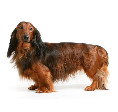 large breed dachshund