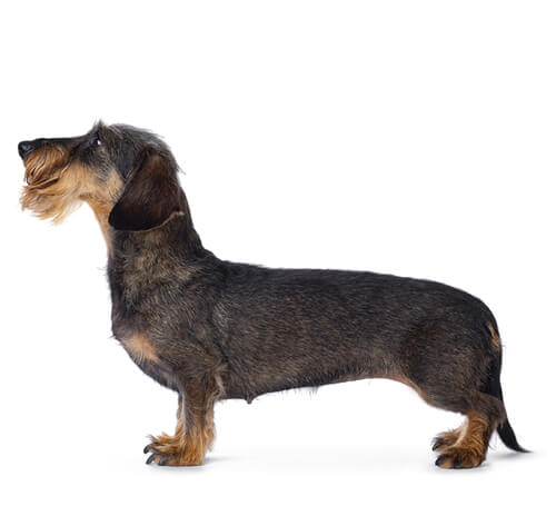 wirehaired sausage dog