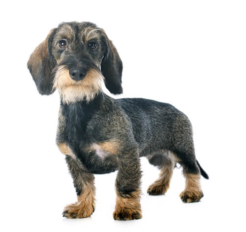 are long haired wiener dogs hypoallergenic