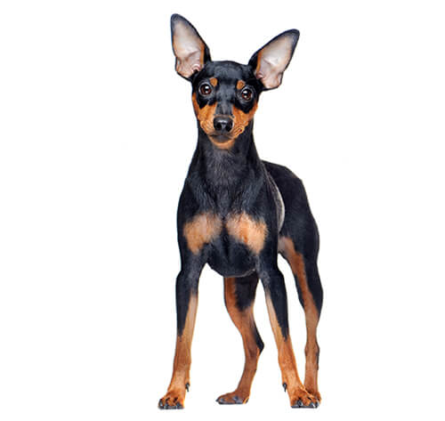 mini pinscher kennel