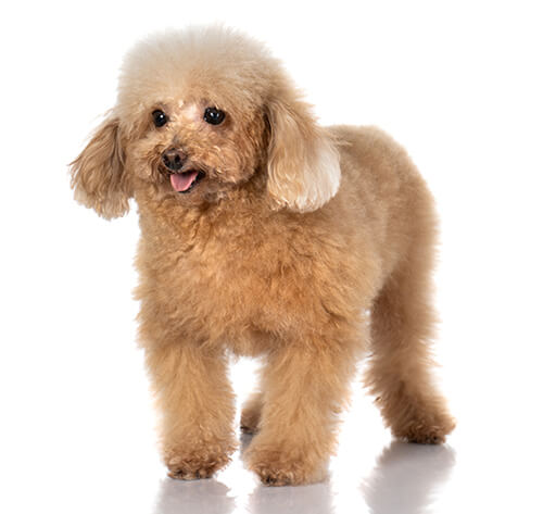 dog cage for cocker spaniel