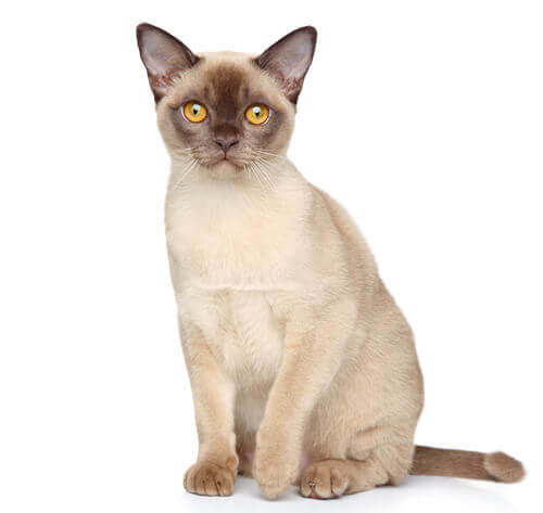 burmese cat diet