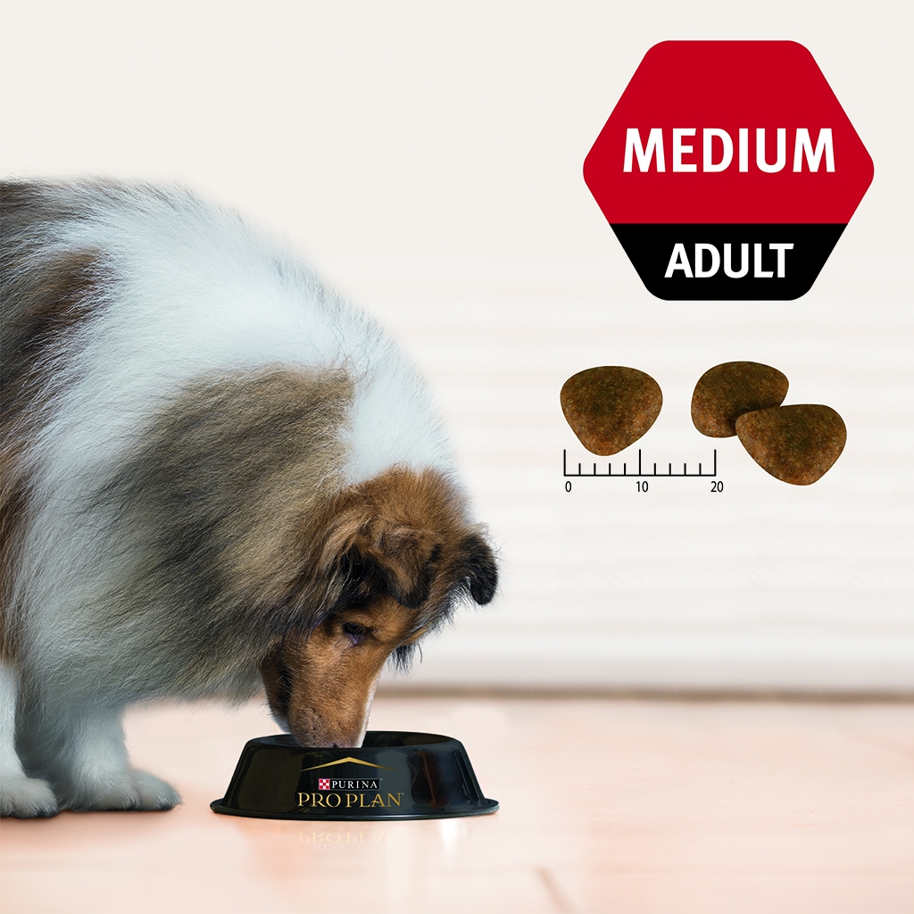 purina medium adult