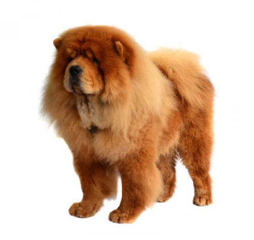 Chow chow hotsell restricted breed