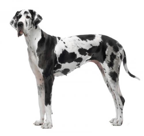 best vitamins for great danes