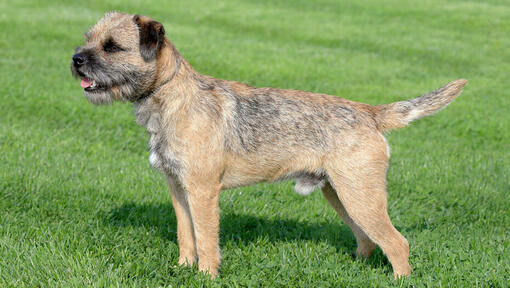 small border terrier