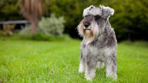 small schnauzer