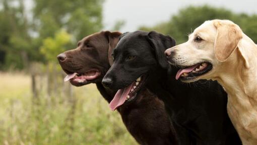 purina labrador retriever