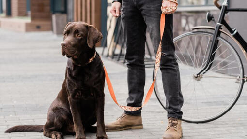 purina labrador retriever