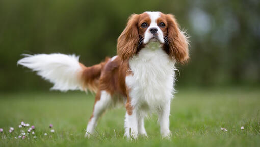 ckc spaniel