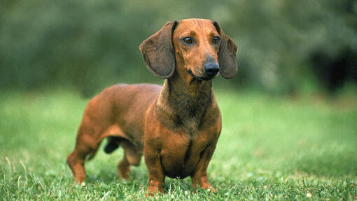 smooth coat dachshund