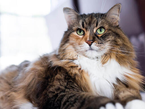 purina maine coon