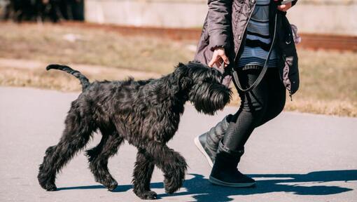 large schnauzer