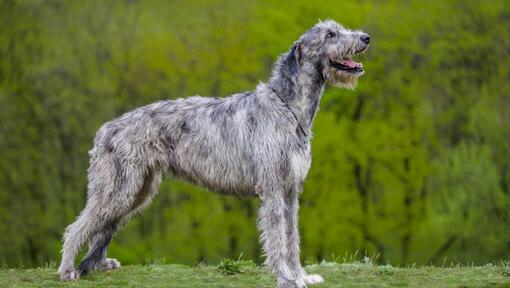 irish wolfhound biggest dog breed