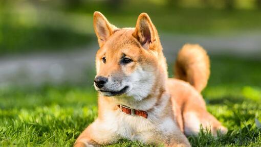 shiba kennel