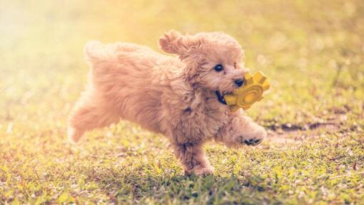 cheap toy poodles