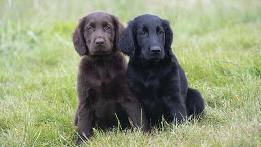 flat coated retriever dog