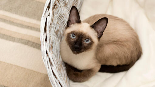 siamese cat purina