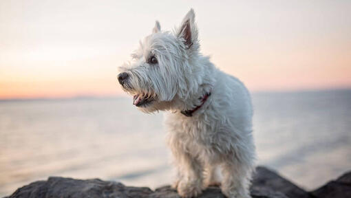 large westie