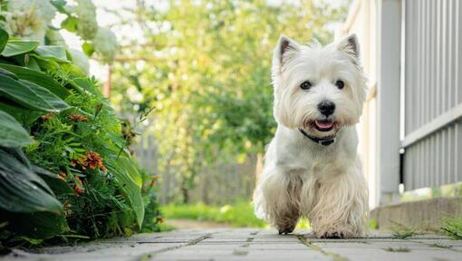 walking westie toy