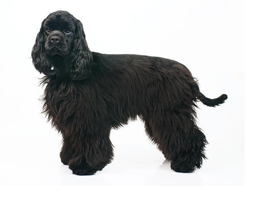 cocker spaniel coat with legs