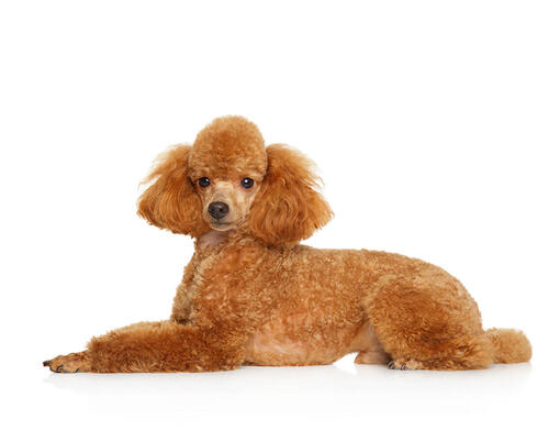 poodle mini toy apricot