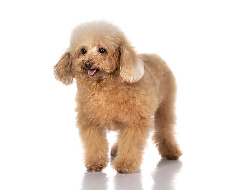 what does a chinese poodle dog