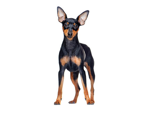 blue miniature pinscher puppies for sale