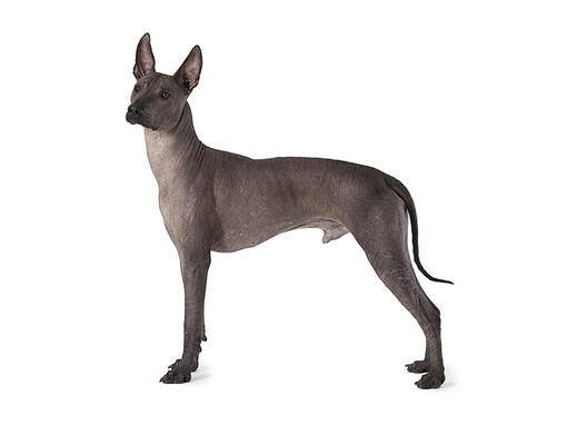 xoloitzcuintli hypoallergenic