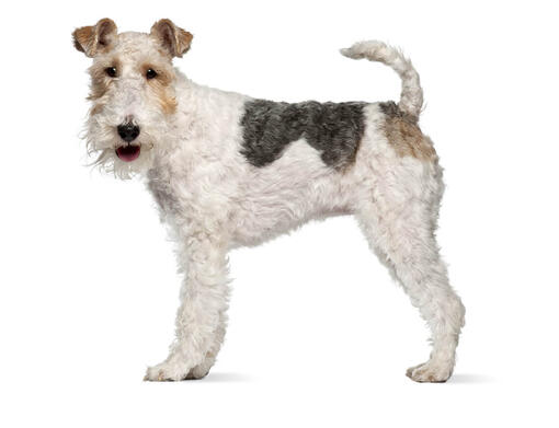 toy wire fox terrier puppies for sale