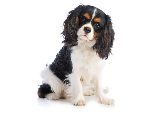 eukanuba cavalier king charles spaniel