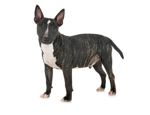 miniature bull terrier cost