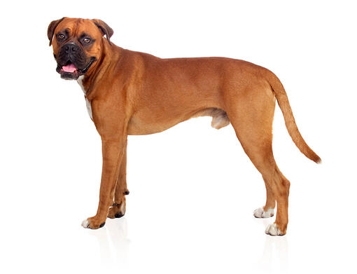 boxer large breed