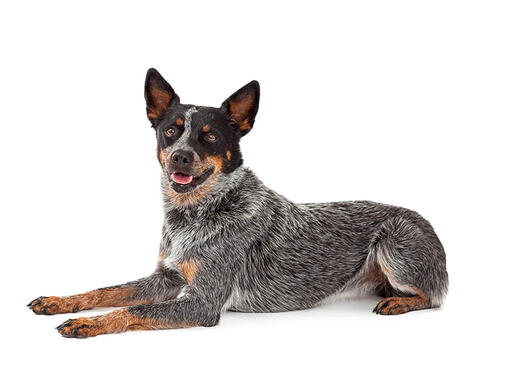 best diet for blue heeler puppy