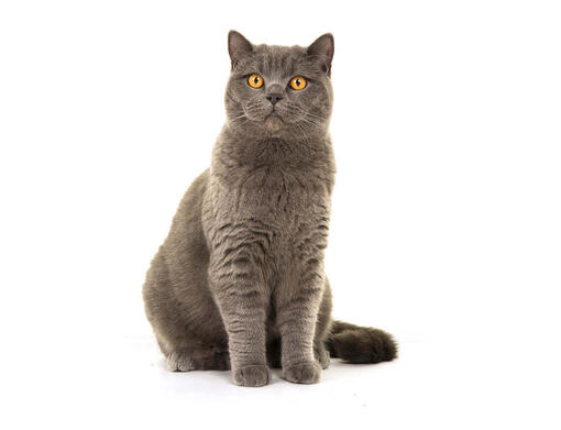 pro plan british shorthair