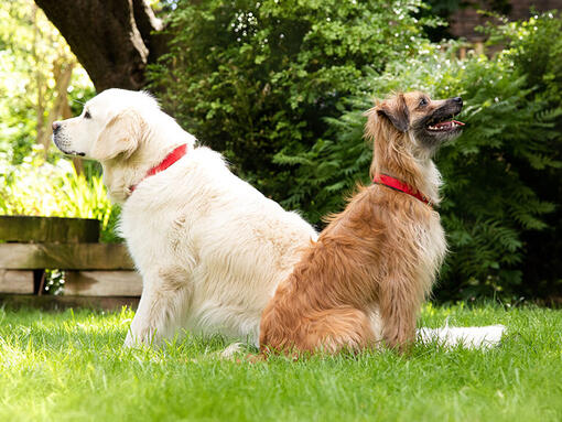 two dogs sitting back to back