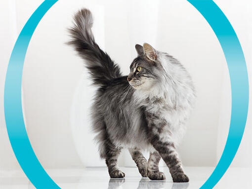 purina one advert cat breed