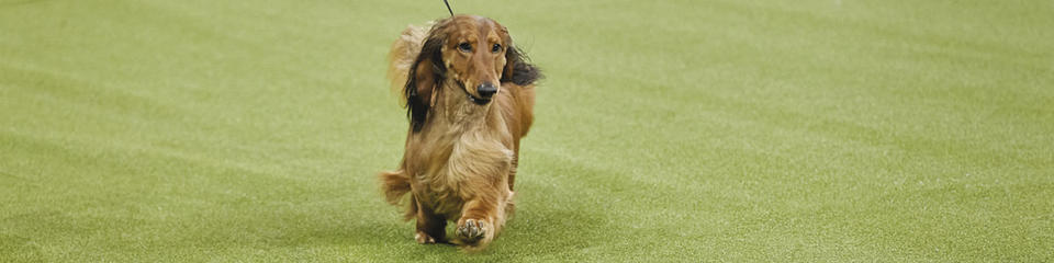 Westminster hot sale hound group